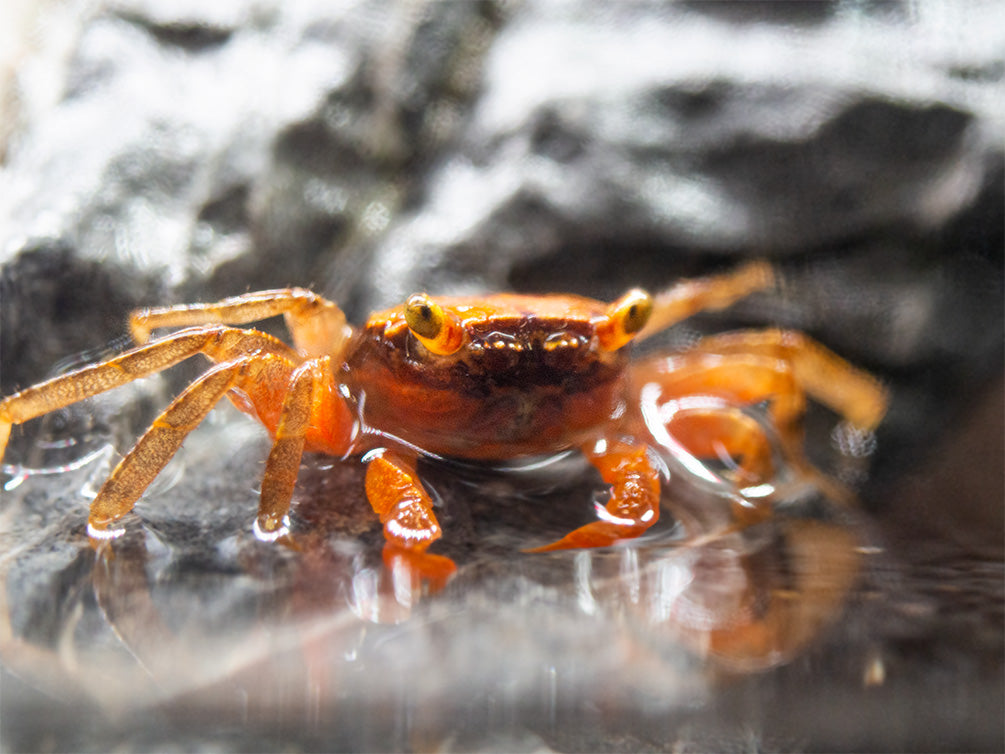 Marble Vampire Crab (Geosesarma bicolor)