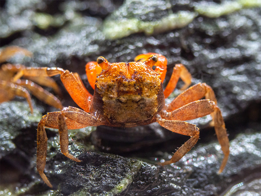 Marble Vampire Crab (Geosesarma bicolor)
