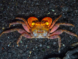 Marble Vampire Crab (Geosesarma bicolor)