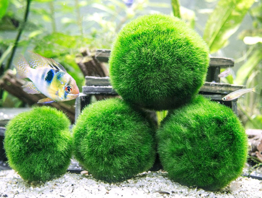 Sinking Java Moss Balls Live Aquarium Paludarium Plant Decoration