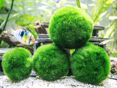 Buy Atroy 2 Fish Tank Moss Balls s Small Marimo Moss Balls for