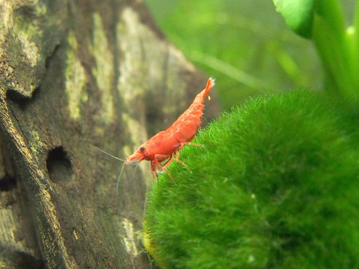 50 Cherry Shrimp 2 Marimo Moss Balls Live Tropical Neocaridina RCs Aquarium  for sale online