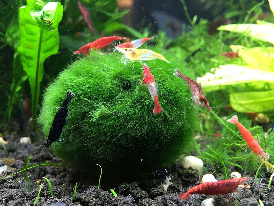 Giant Marimo Moss Balls (1.5-2 inch)