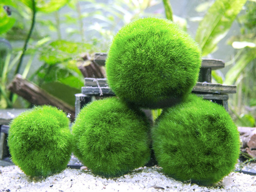 Multifunction Marimo Moss Ball Plastic Green Plant Ball Ornamental