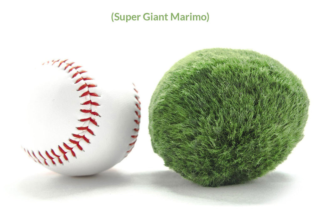 Giant Marimo Moss Balls (1.5-2 inch)