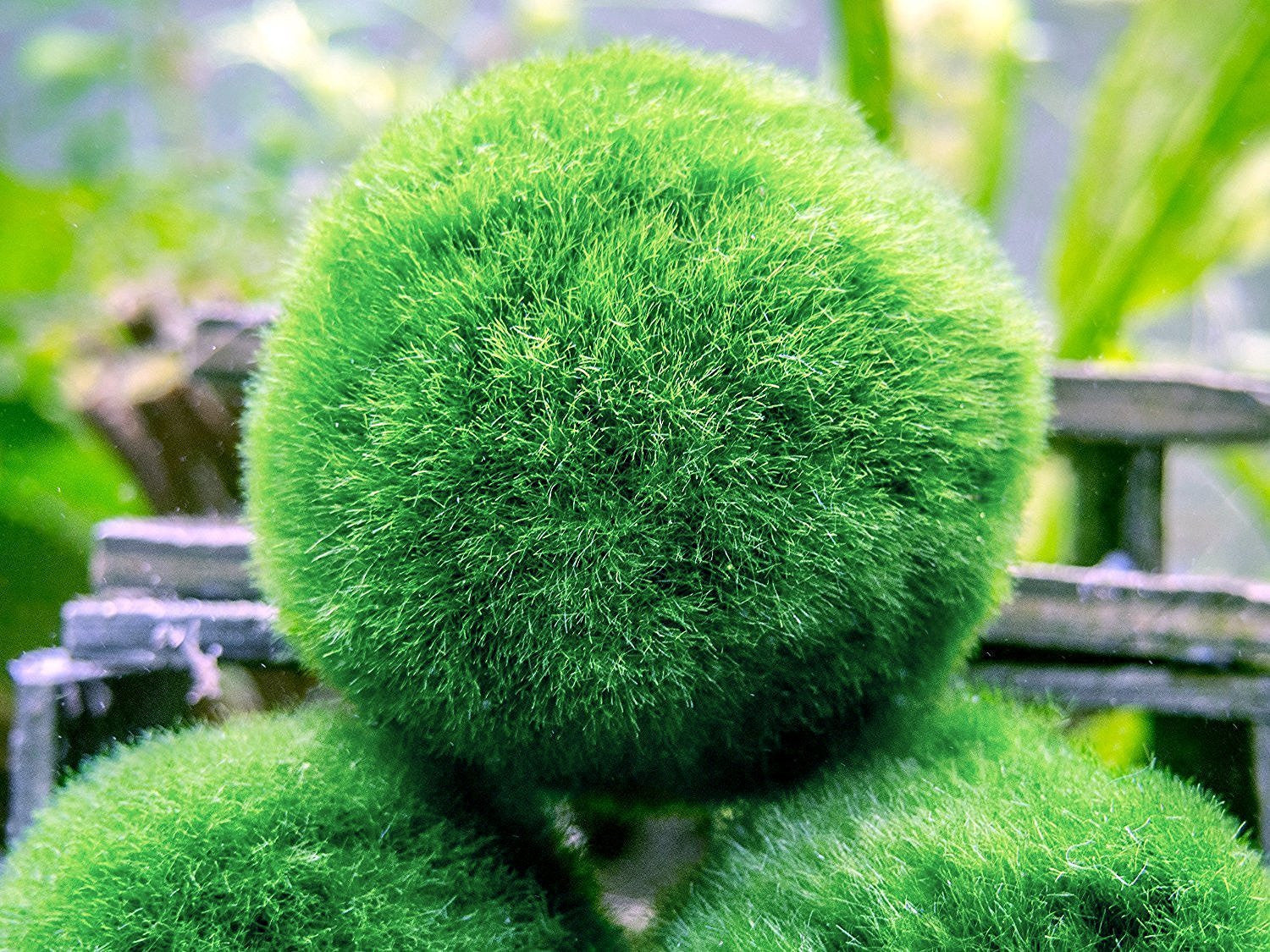 The Beginner's Guide to Caring for Marimo Moss Balls – Aquarium Plants  Factory