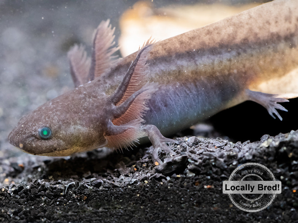 Melanoid Axolotl (Ambystoma mexicanum), Locally Bred!