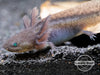 Melanoid Axolotl (Ambystoma mexicanum), Locally Bred!