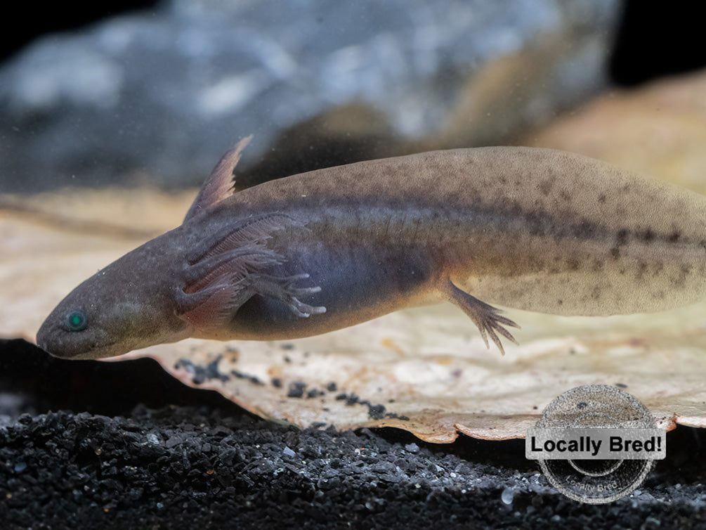 Melanoid Axolotl (Ambystoma mexicanum), Locally Bred!