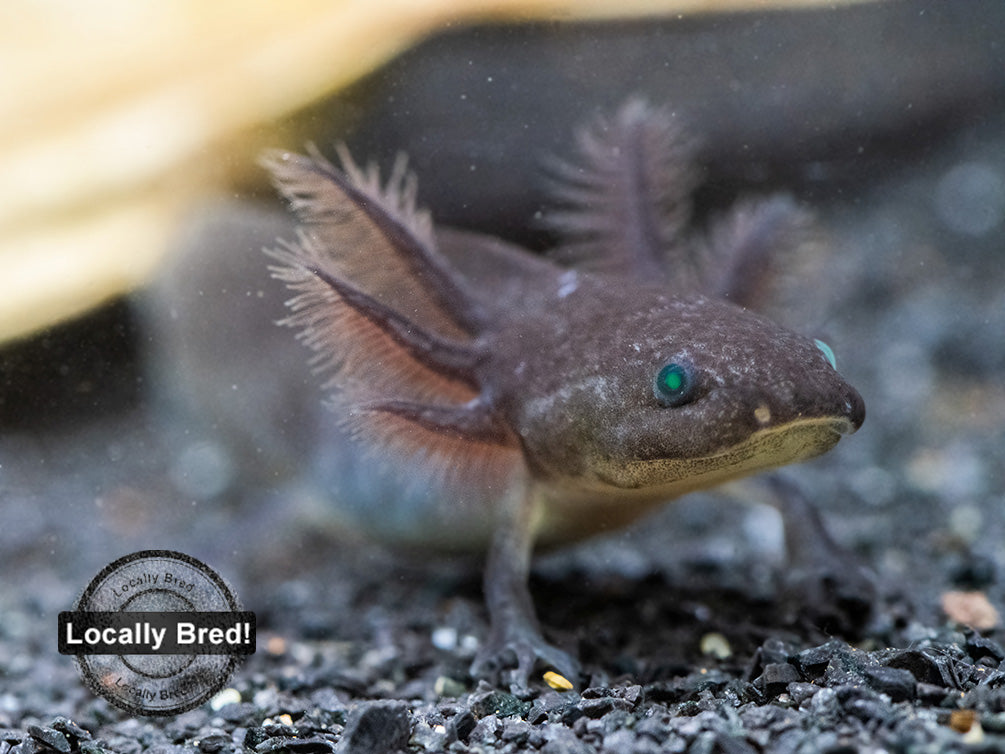 Melanoid Axolotl (Ambystoma mexicanum), Locally Bred!