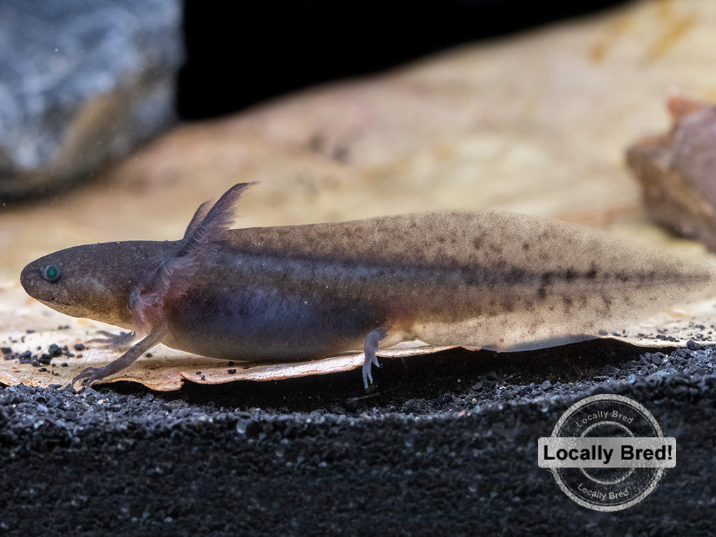 Melanoid Axolotl (Ambystoma mexicanum), Locally Bred!