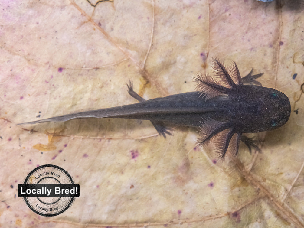 Melanoid Axolotl (Ambystoma mexicanum), Locally Bred!