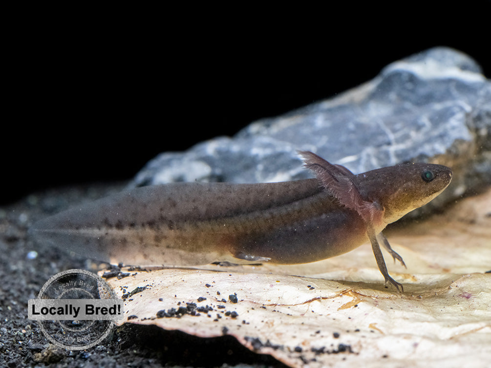 Melanoid Axolotl (Ambystoma mexicanum), Locally Bred!