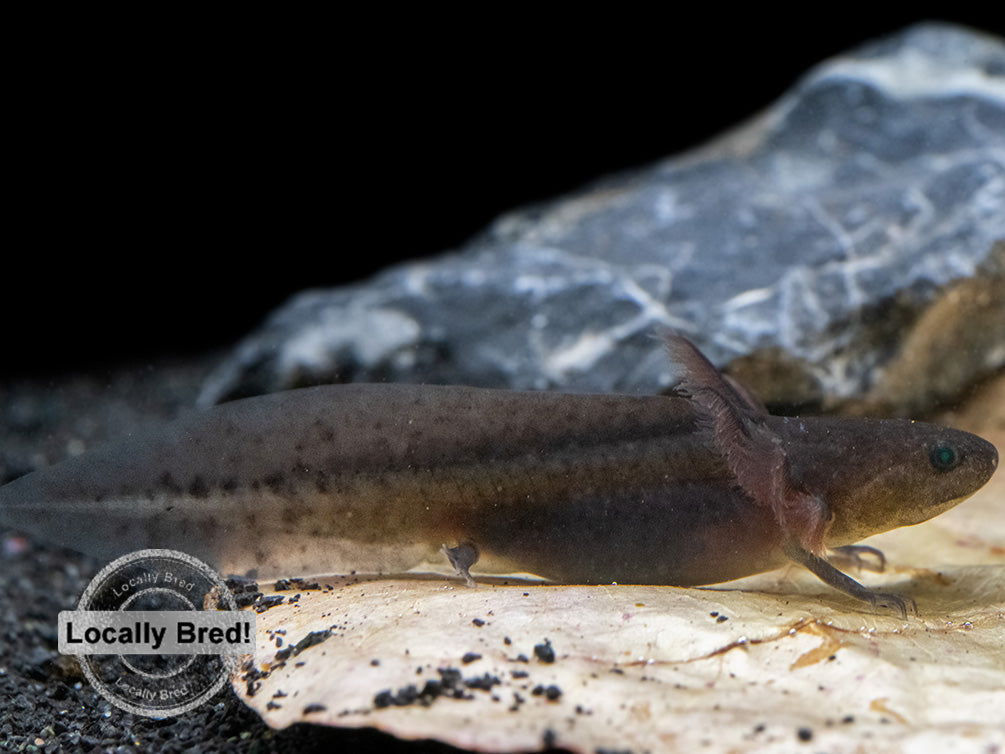 Melanoid Axolotl (Ambystoma mexicanum), Locally Bred!