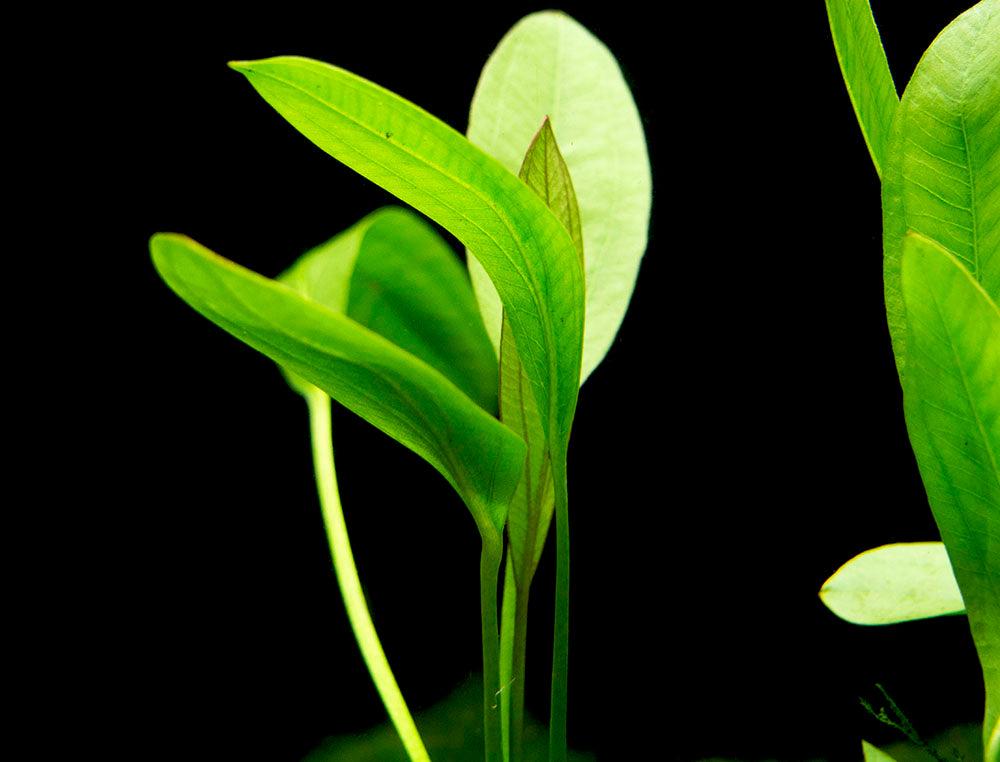 Melon Sword (Echinodorus osiris) - Bare Root
