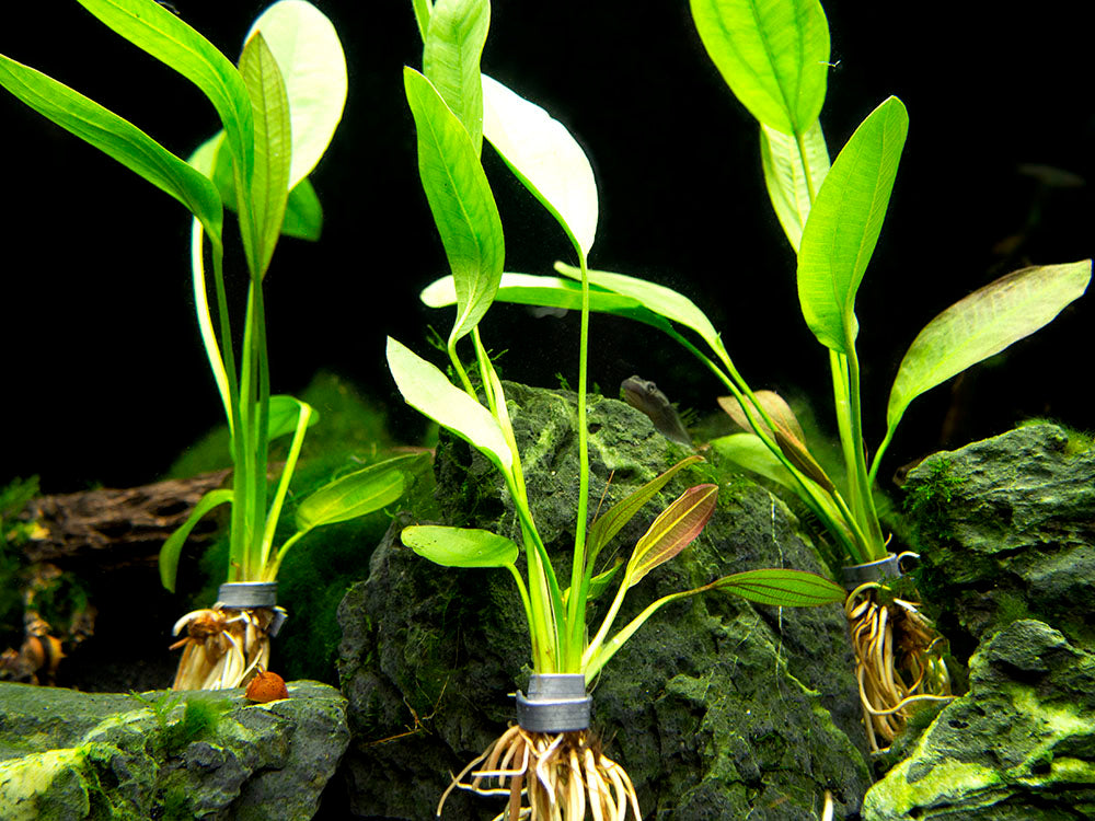 Melon Sword (Echinodorus osiris) - Bare Root