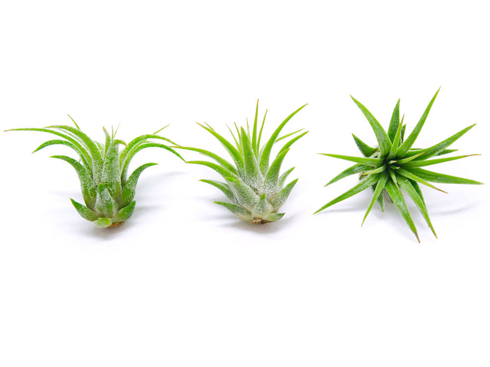 Mini Air Plants Pack - Miniature Fairy Garden Plants / Live Tillandsia for Enchanted Gardens