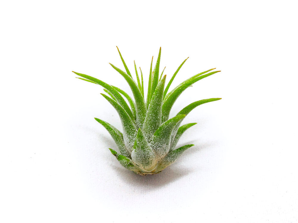 Mini Air Plants Pack - Miniature Fairy Garden Plants / Live Tillandsia for Enchanted Gardens