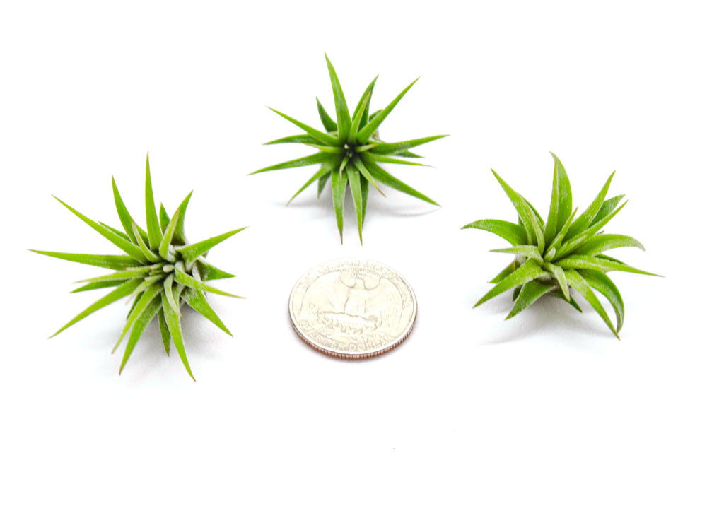 Mini Air Plants Pack - Miniature Fairy Garden Plants / Live Tillandsia for Enchanted Gardens