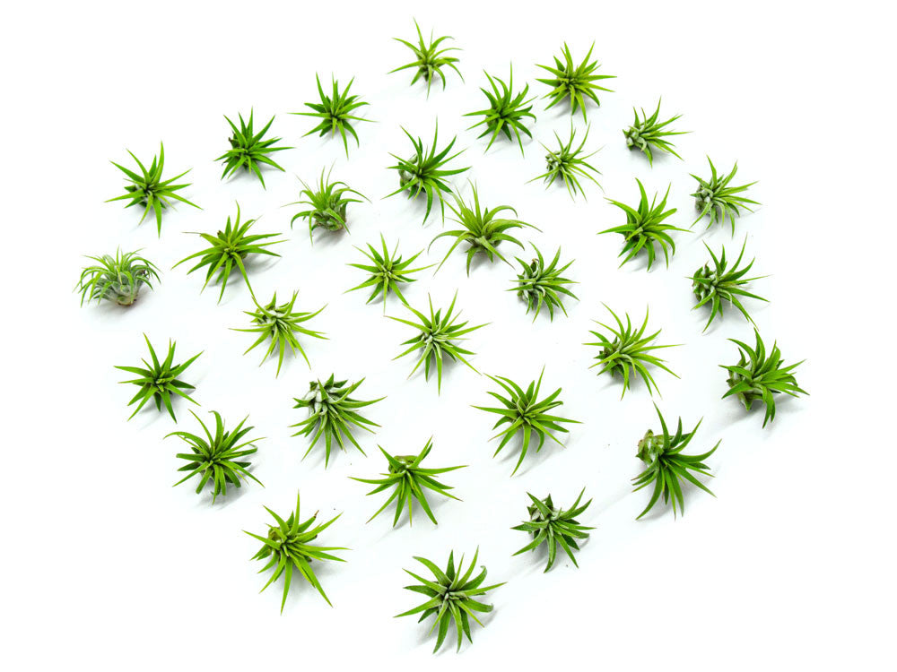 Mini Air Plants Pack - Thumbnail 4