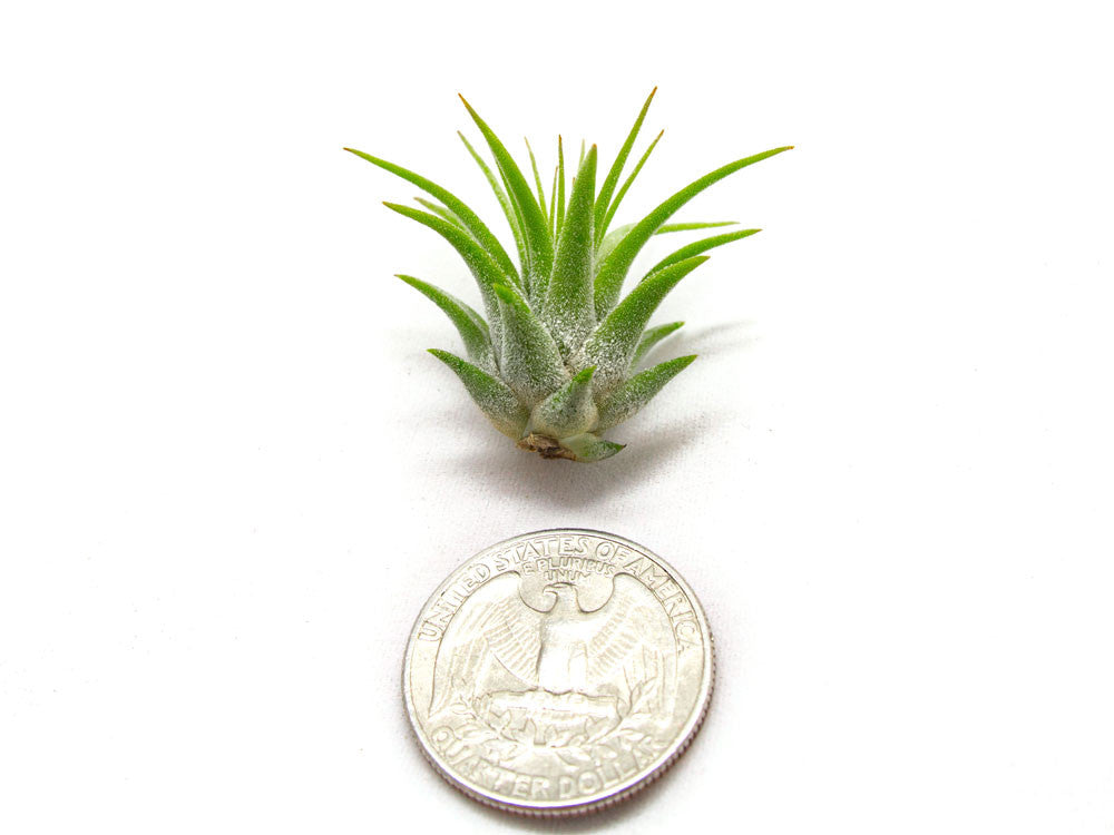 Mini Air Plants Pack - Miniature Fairy Garden Plants / Live Tillandsia for Enchanted Gardens