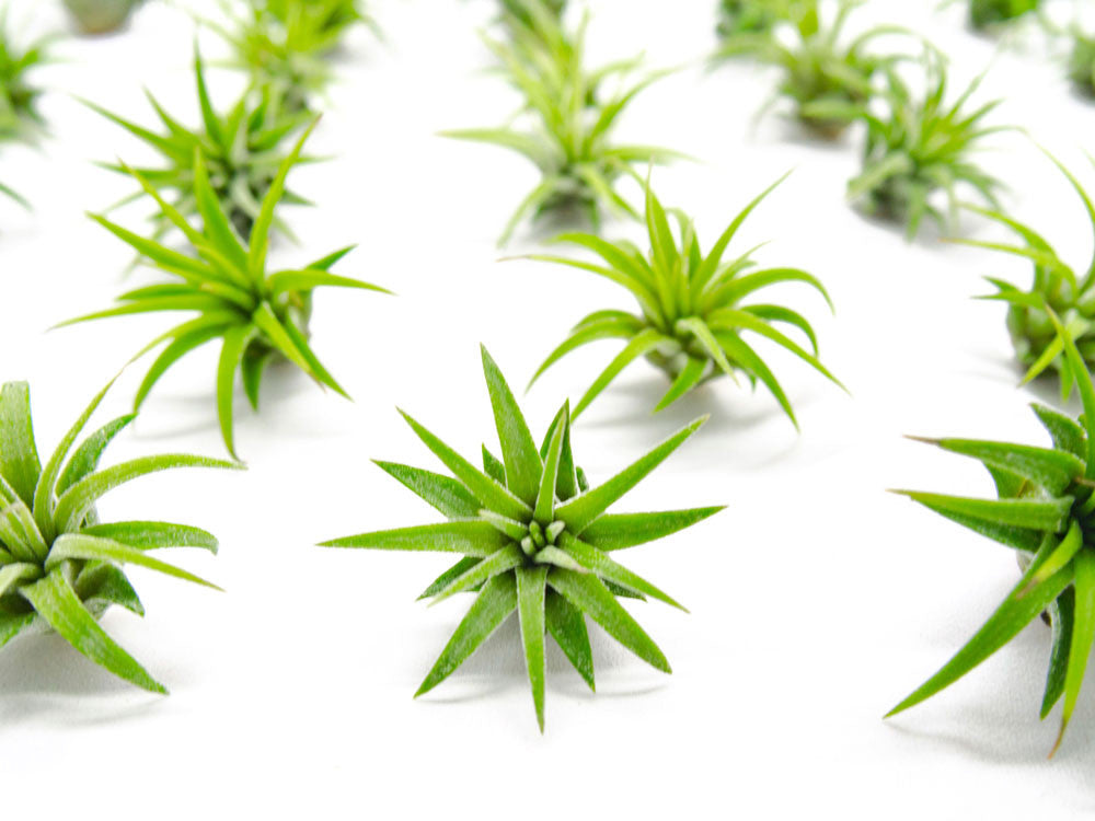 mini air plant Miniature Air Plants Pack
