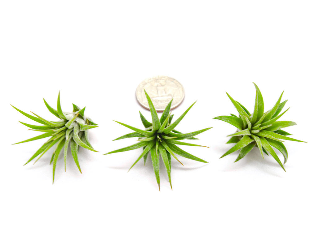 Mini Air Plants Pack - Miniature Fairy Garden Plants / Live Tillandsia for Enchanted Gardens