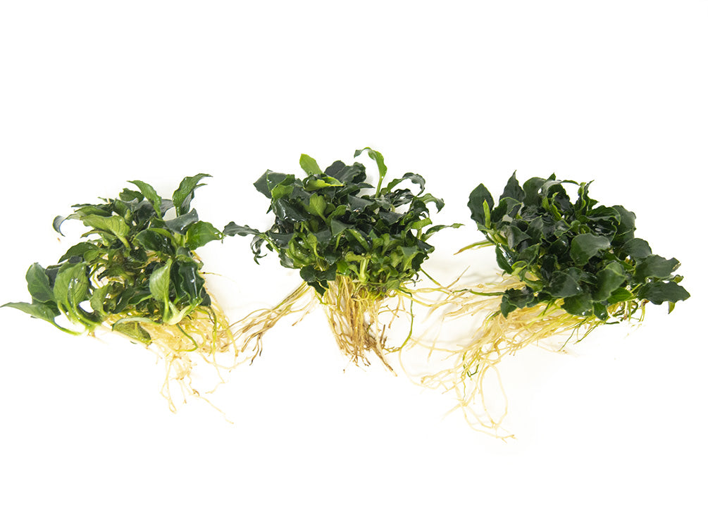 Mini Anubias Kirin (Anubias sp. 'Mini Kirin') - Bare Root
