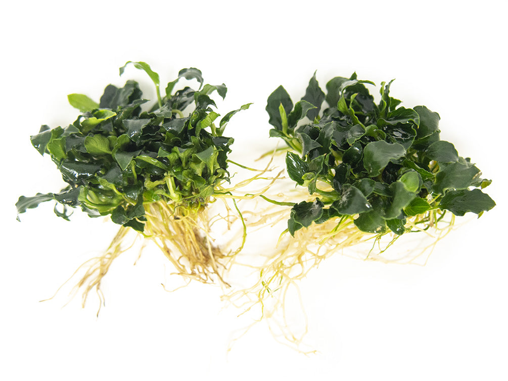 Mini Anubias Kirin (Anubias sp. 'Mini Kirin') - Bare Root