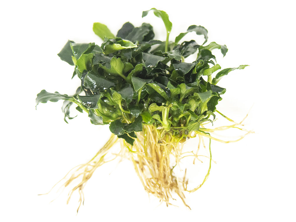 Mini Anubias Kirin (Anubias sp. 'Mini Kirin') - Bare Root