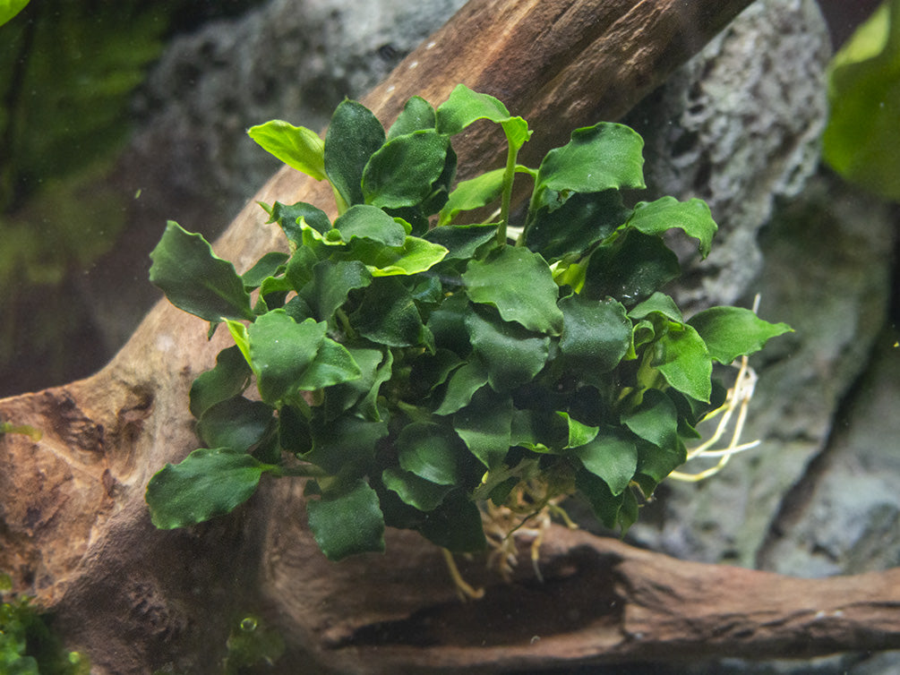 Mini Anubias Kirin (Anubias sp. 'Mini Kirin') - Bare Root