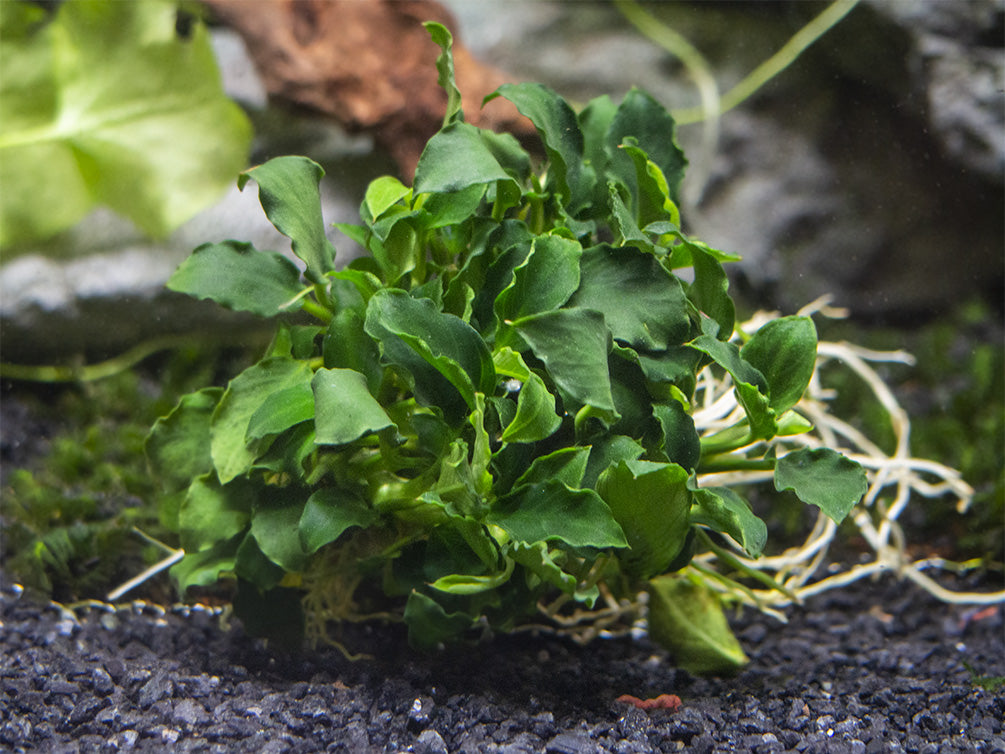 Mini Anubias Kirin (Anubias sp. 'Mini Kirin') - Bare Root