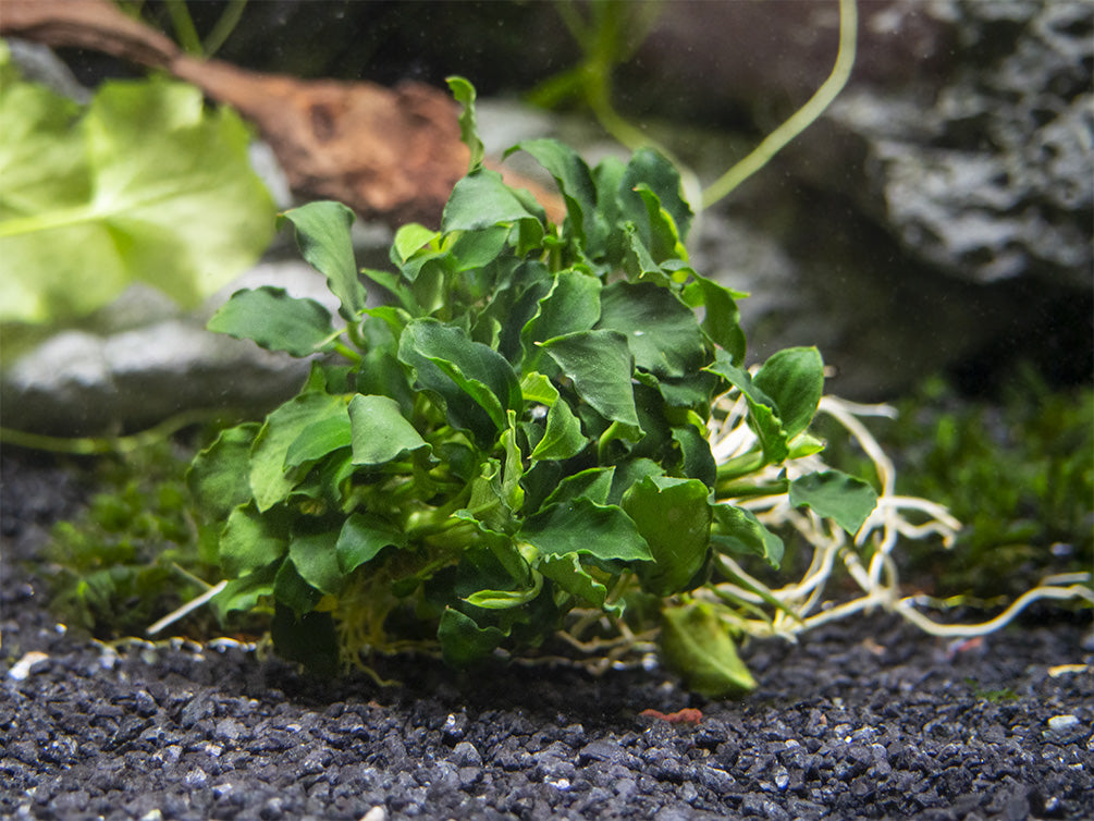Mini Anubias Kirin (Anubias sp. 'Mini Kirin') - Bare Root