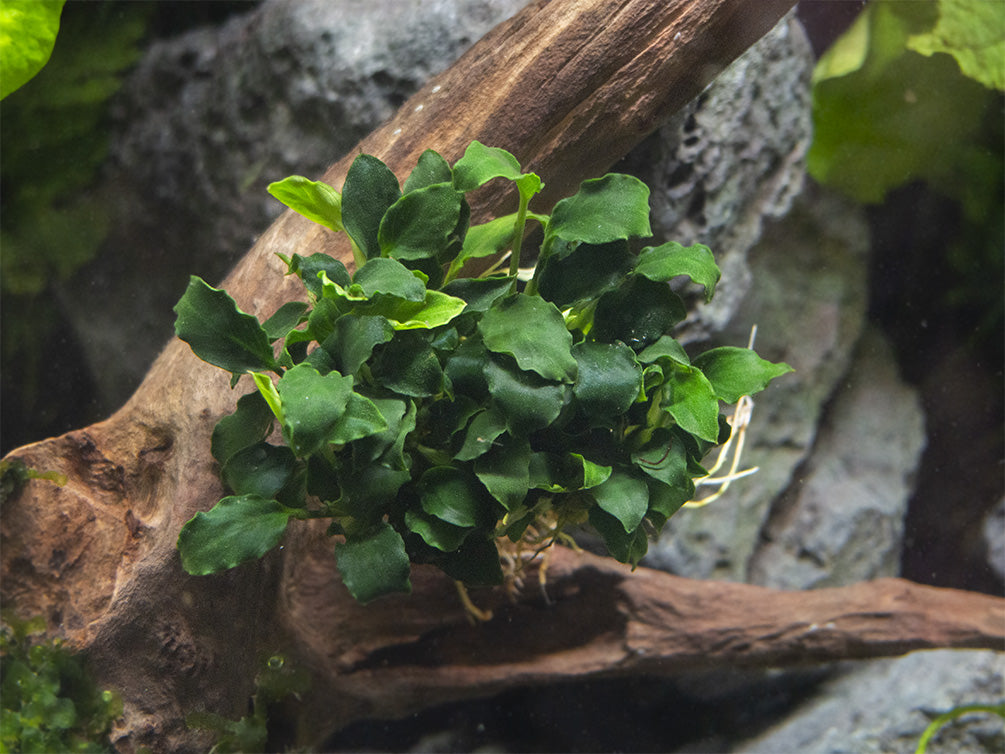 Mini Anubias Kirin (Anubias sp. 'Mini Kirin') - Bare Root