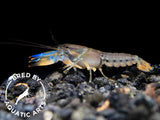 Misol Island AKA Blue Lightning Striped Crayfish (Cherax misolicus), BREDBY: Aquatic Arts