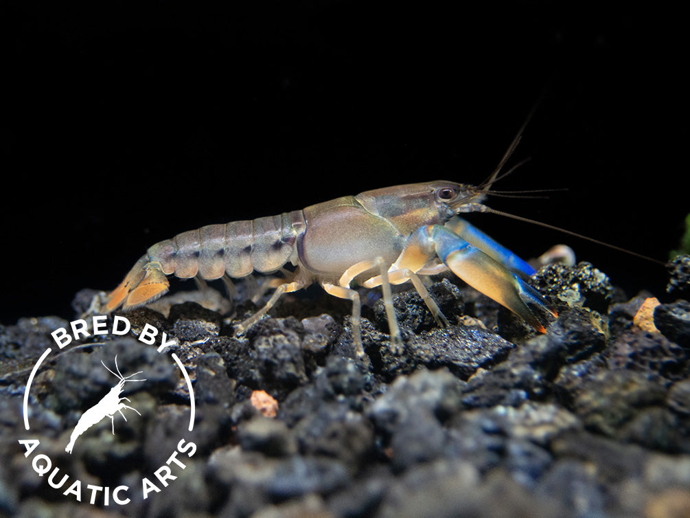 Misol Island AKA Blue Lightning Striped Crayfish (Cherax misolicus), BREDBY: Aquatic Arts