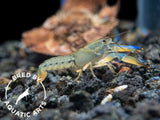 Misol Island AKA Blue Lightning Striped Crayfish (Cherax misolicus), BREDBY: Aquatic Arts