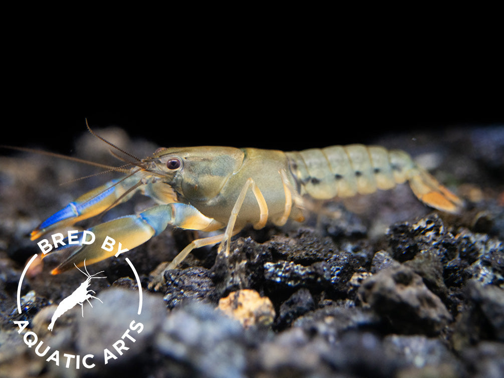 Misol Island AKA Blue Lightning Striped Crayfish (Cherax misolicus), BREDBY: Aquatic Arts