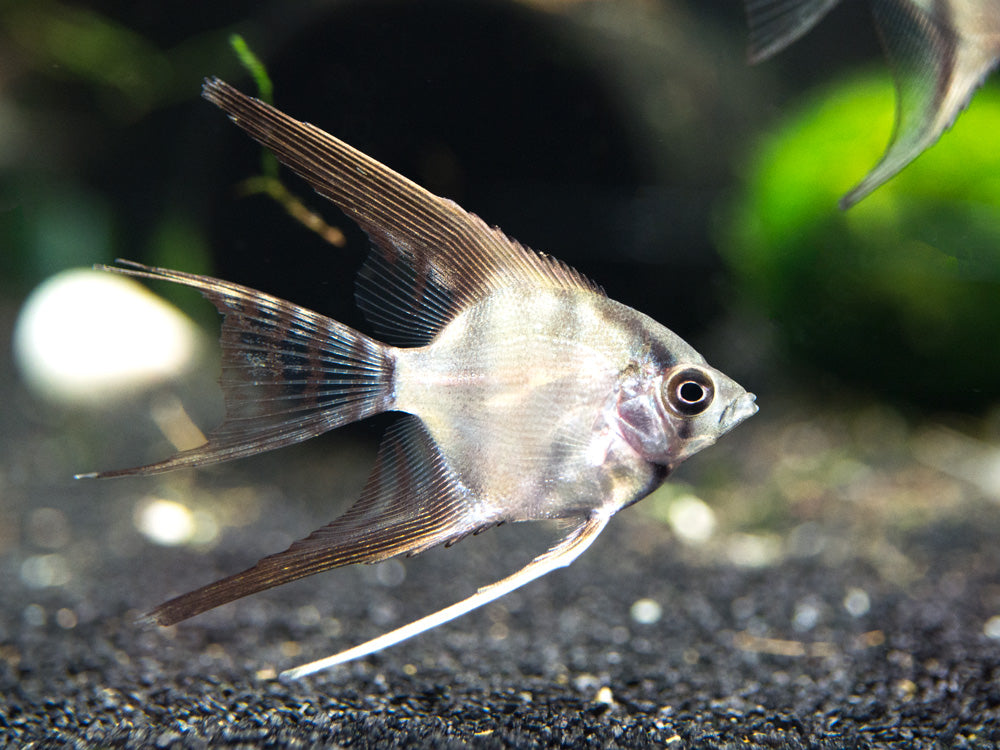 Assorted Fancy Angelfish Assorted Angelfish (Pterophyllum scalare), Tank-Bred! - Aquatic Arts