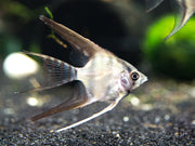 Freshwater Angelfish for sale Aquatic Arts