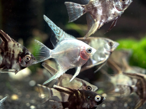 Red Mosaic Dumbo Guppy (Poecilia reticulata), Males and Females, Tank-Bred