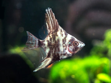 Assorted Angelfish (Pterophyllum scalare) - Tank-Bred!