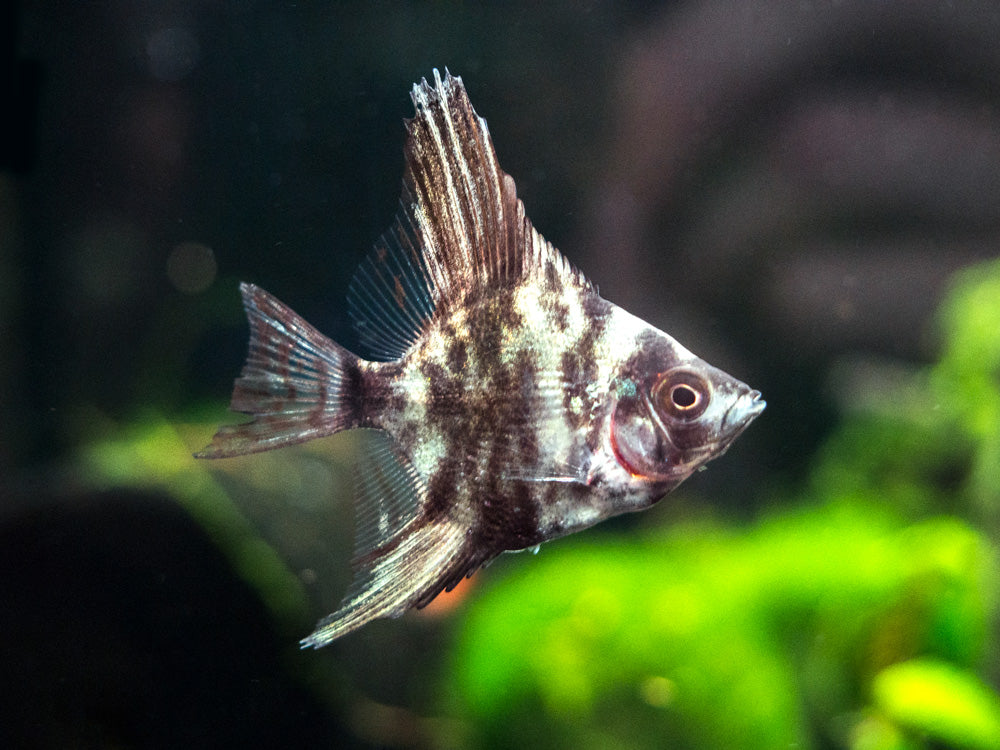Freshwater Marble Angelfish