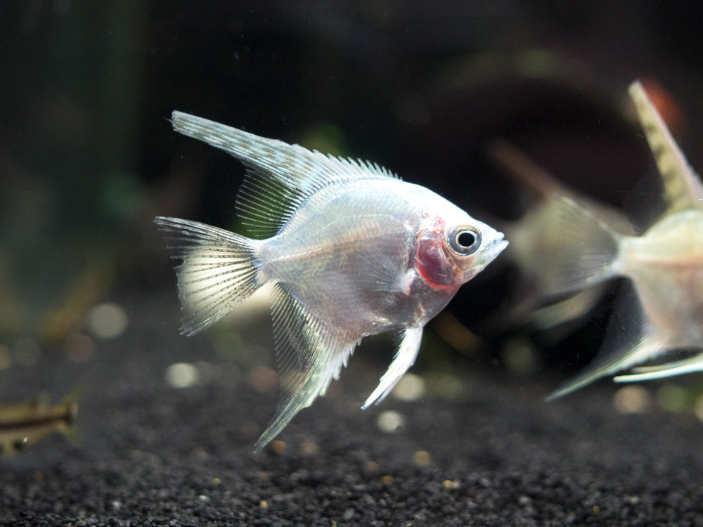 Angelfish Compressed Angelfish Tank