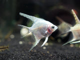Assorted Angelfish (Pterophyllum scalare) - Tank-Bred!