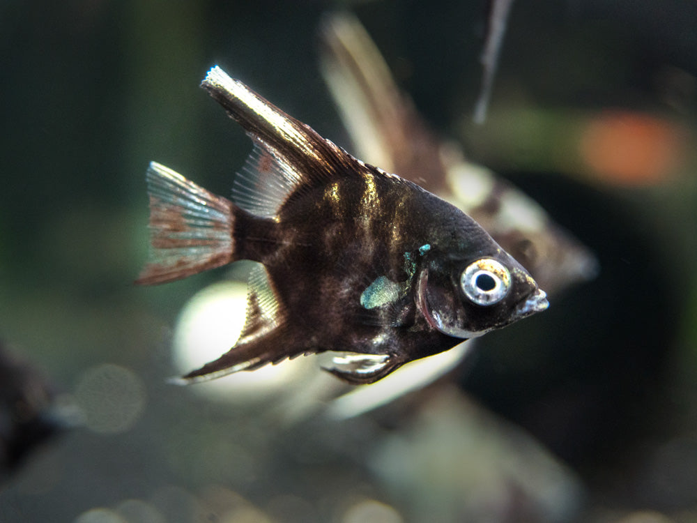Assorted Fancy Angelfish Assorted Angelfish (Pterophyllum scalare), Tank-Bred! - Aquatic Arts