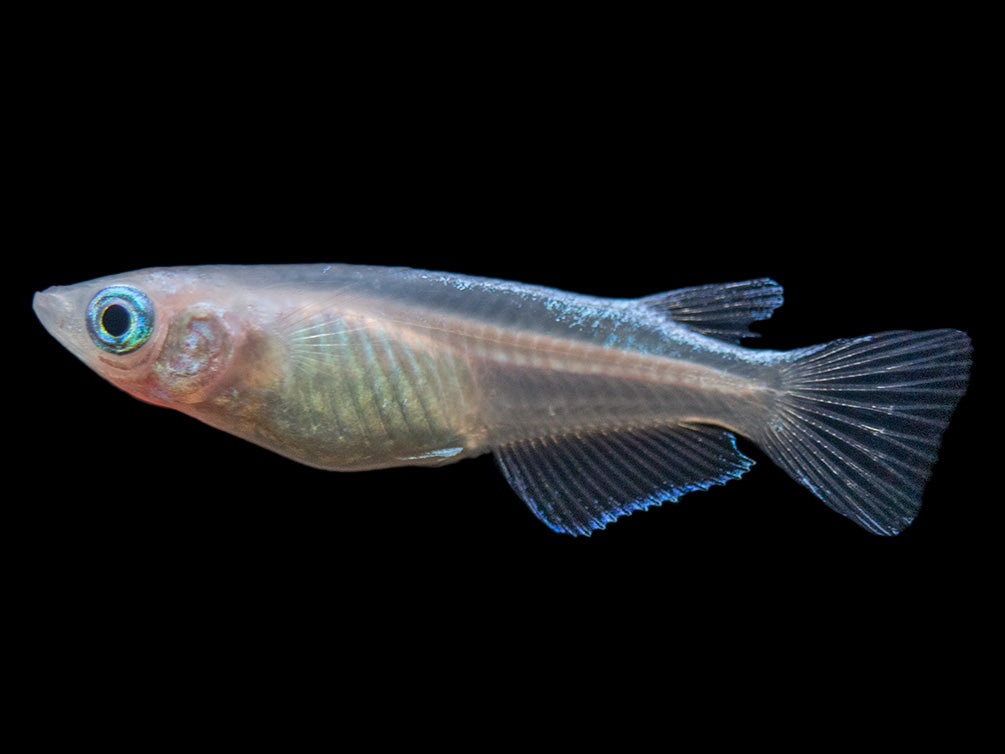 Blue Miyuki Medaka Ricefish aka Japanese Ricefish/Killifish (Oryzias latipes), Tank-Bred