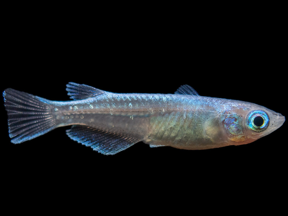 Blue Miyuki Medaka Ricefish aka Japanese Ricefish/Killifish (Oryzias latipes), Tank-Bred