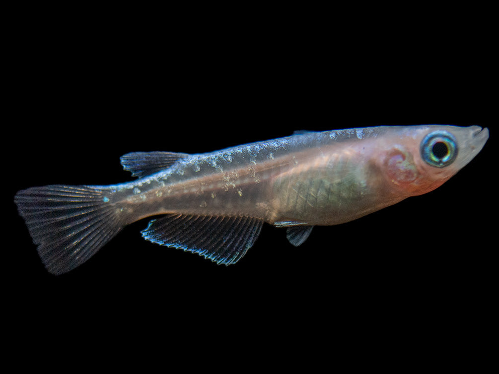 Blue Miyuki Medaka Ricefish aka Japanese Ricefish/Killifish (Oryzias latipes), Tank-Bred