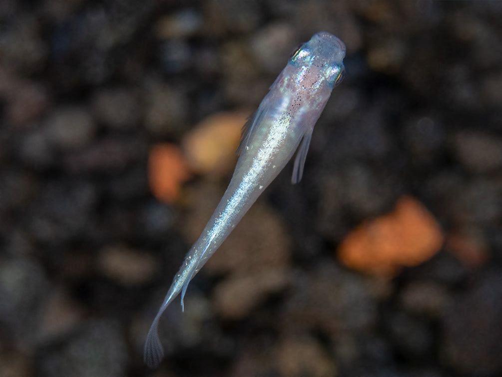 Blue Miyuki Medaka Ricefish aka Japanese Ricefish/Killifish (Oryzias latipes), Tank-Bred